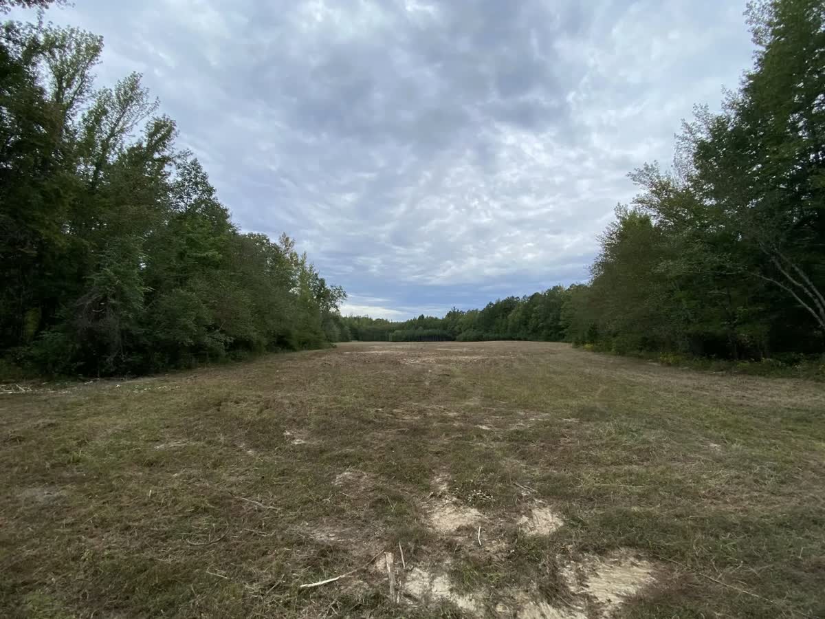 A long lane cleared between two tree lines, mulched down to grass.