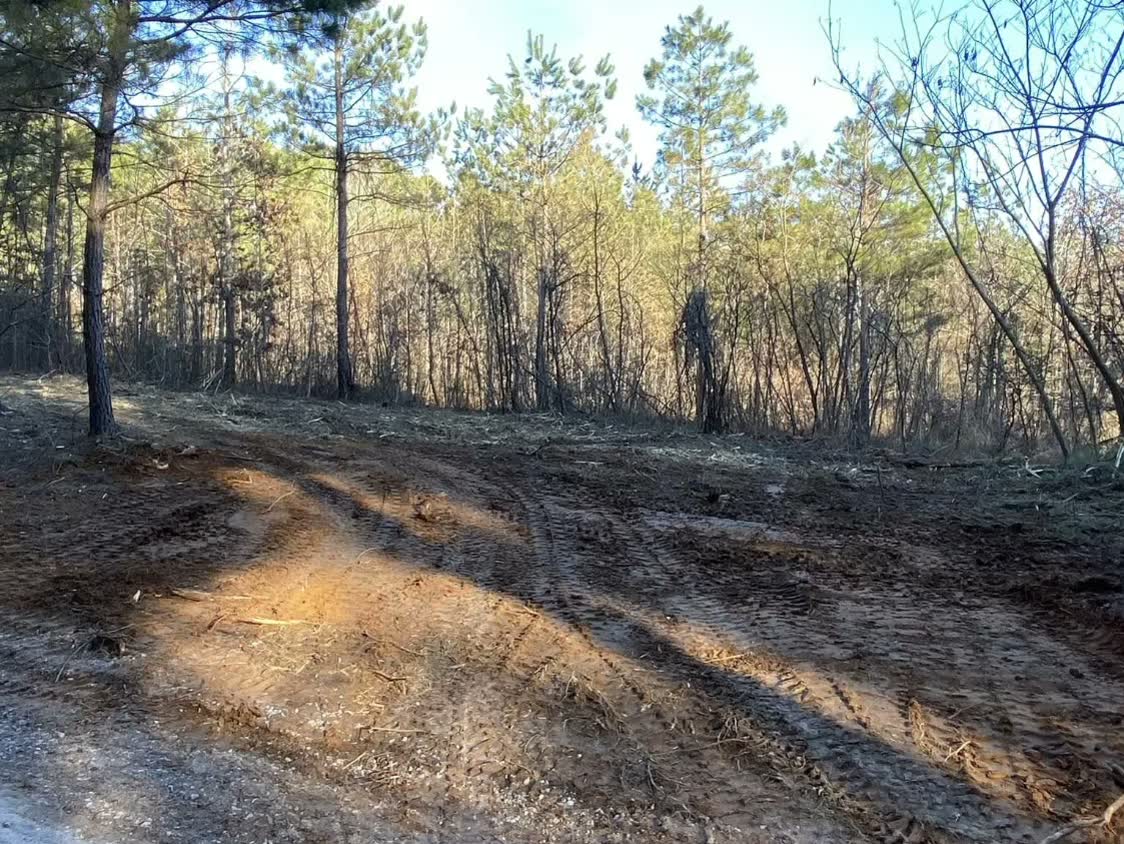 Brush cleared back from a gravel road into the pines, track marks in the dirt.